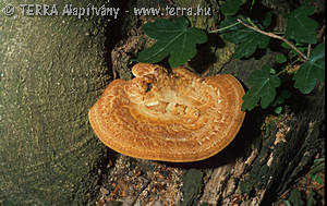 Polyporus tuberaster (Pers.:Fr.)Fr.