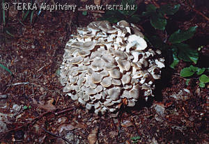 Polyporus umbellatus Pers.:Fr.