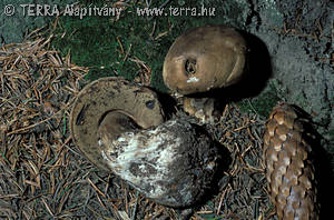 Porphyrellus porphyrosporus (Fr.)Gilbert