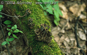 Pseudocraterellus undulatus (Pers.:Fr.)Rauschert