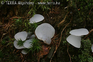 Pseudohydnum gelatinosum (Scop.:Fr.)Karst.