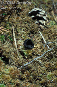 Pseudoplectania sphagnophila (Fr.)Kreisel