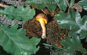 Pulveroboletus gentilis (Qul.)Singer