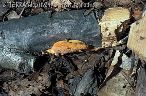 Pycnoporus cinnabarinus (Jacq.:Fr.)Karst.