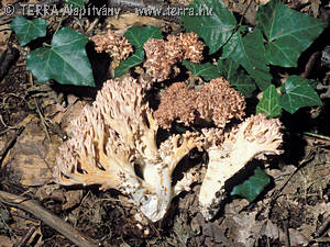 Ramaria botrytis (Pers.:Fr.)Ricken