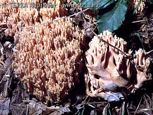 Ramaria formosa (Pers.:Fr.)Qul.