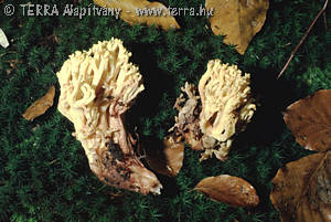 Ramaria sanguinea (Pers.)Qul.