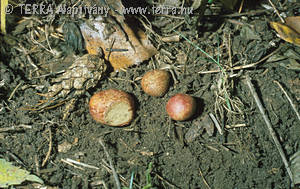 Rhizopogon roseolus (Fr.:Fr)Th.M.Fries