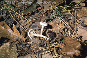 Ripartites tricholoma (Alb.& Schw.:Fr.)Karst.