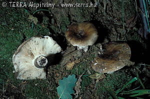 Russula acrifolia Romagn.