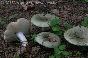 Russula aeruginea Lindbl.