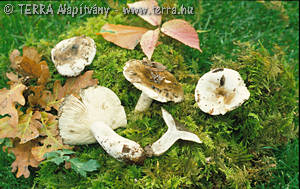 Russula albonigra Krbh.