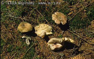 Russula amoenicolor Romagn.