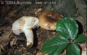 Russula amoenolens Romagn.