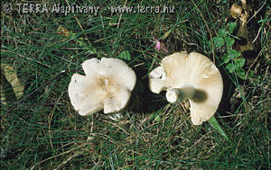 Russula anatina Romagn.