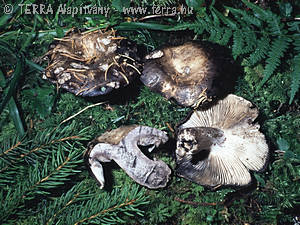 Russula anthracina Romagn.