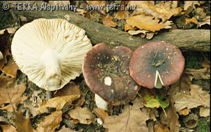 Russula atropurpurea (Krbh.)Britz, non Peck