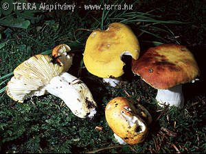 Russula aurea Pers.