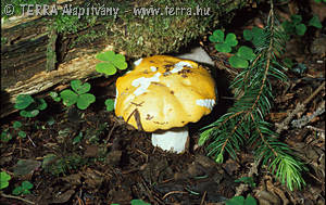 Russula claroflava Grove