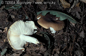 Russula cutefracta Cooke