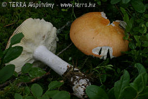 Russula decolorans Fr.