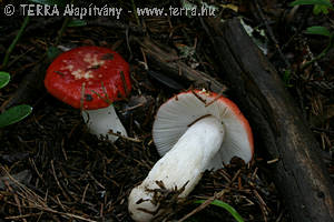 Russula emetica (Schaeff.)Pers.:Fr.