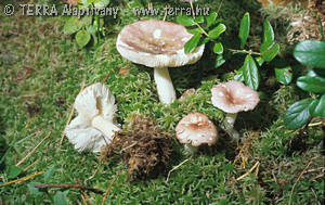 Russula emetica var. betularum (Hora)Romagn.