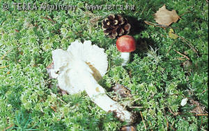 Russula emetica (Schaeff.)Pers.:Fr. var. longipes Singer