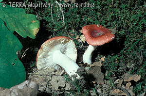 Russula emetica var. silvestris Sing.