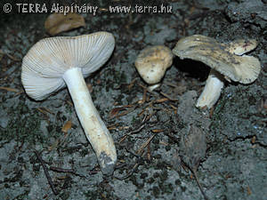 Russula farinipes Rom.ap.Britz.