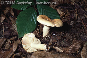 Russula fellea Fr.