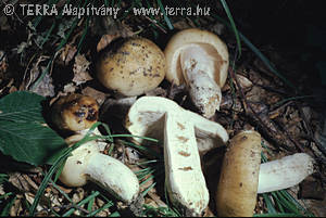 Russula foetens (Pers.:Fr.)Fr.