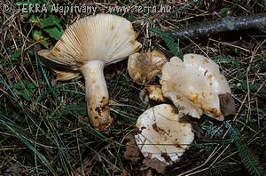 Russula galochroa Fr. ss. Lge.,Kuehn.& Romagn.