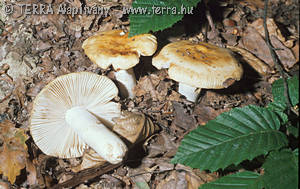 Russula grata Britz.