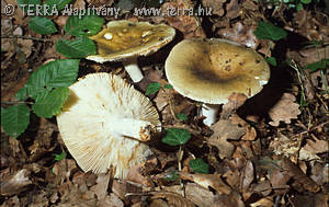 Russula heterophylla (Fr.)Fr.