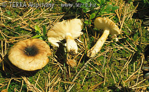 Russula insignis Quel.