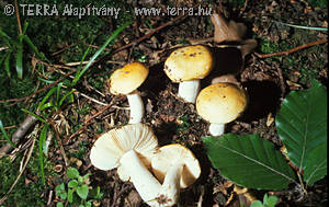 Russula lutea (Huds.:Fr.)Gray