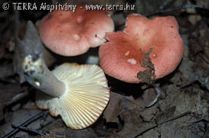 Russula luteotacta Rea