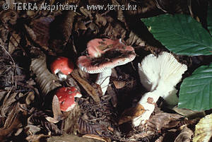 Russula mairei Sing.