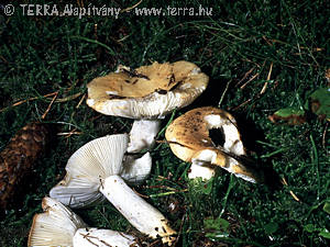 Russula ochroleuca (Pers.)Fr.