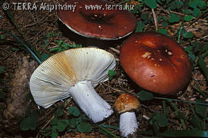 Russula paludosa Britz.