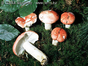 Russula persicina Krbh.em.Melz.& Zv.