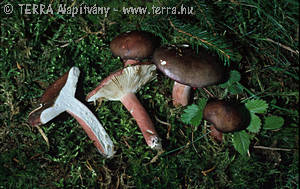 Russula queletii Fr. in Qul.