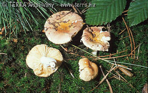 Russula risigallina (Batsch)Kuyp. & van Vuure