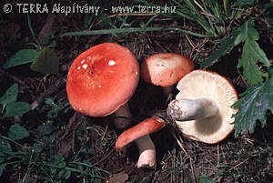 Russula rosea Pers.
