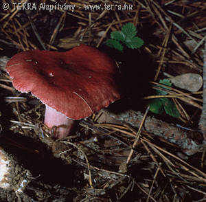 Russula sanguinaria (Schum.)S.Rauschert