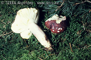 Russula sardonia Fr.em.Rom.