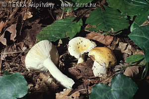 Russula solaris Ferd.& Winge