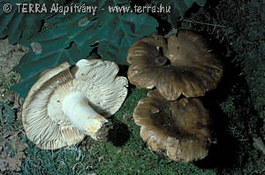 Russula sororia (Fr.)Romell ss.Boud.,Romagn.