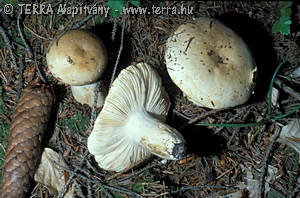 Russula subterfurcata Romagn.